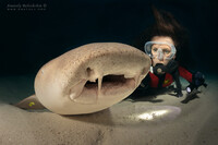 Nurse shark, Maldives